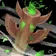 Twisted Air Totem