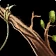 Bundle of Dried Cedar Twigs