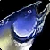 Raw Nightfin Snapper