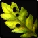 Stranglekelp