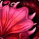 Rosecap