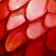 Red Whelp Scale