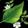 Bundle of Herbs